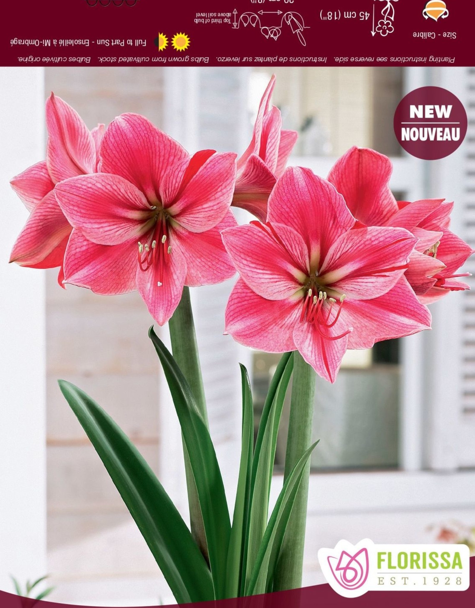Amaryllis Gervase - Bulb