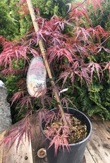 Japanese Maple Red Dragon