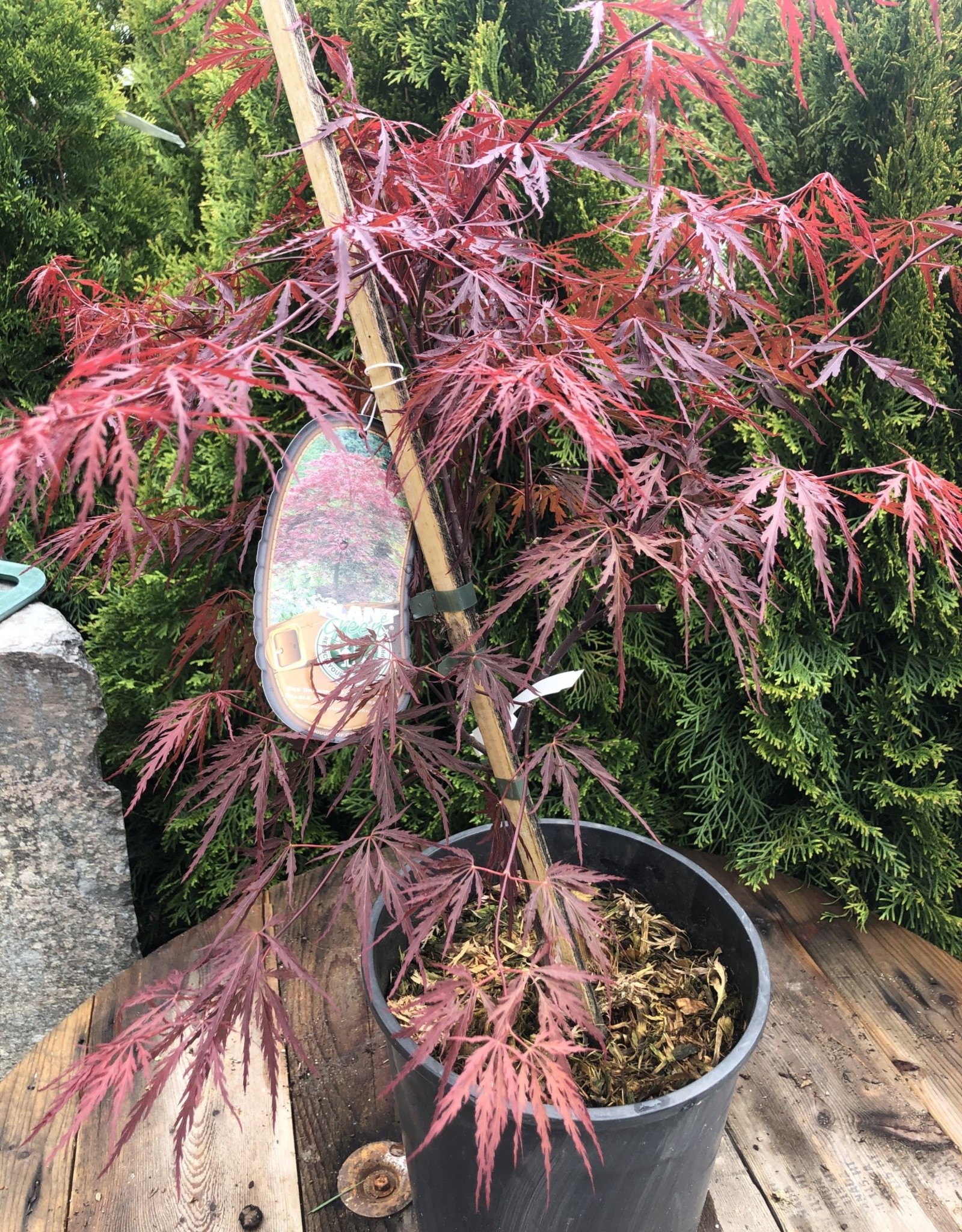 Japanese Maple Red Dragon