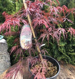 Acer palmatum Red Dragon - Japanese Maple