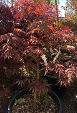Acer palmatum Tamukeyama -Japanese Maple