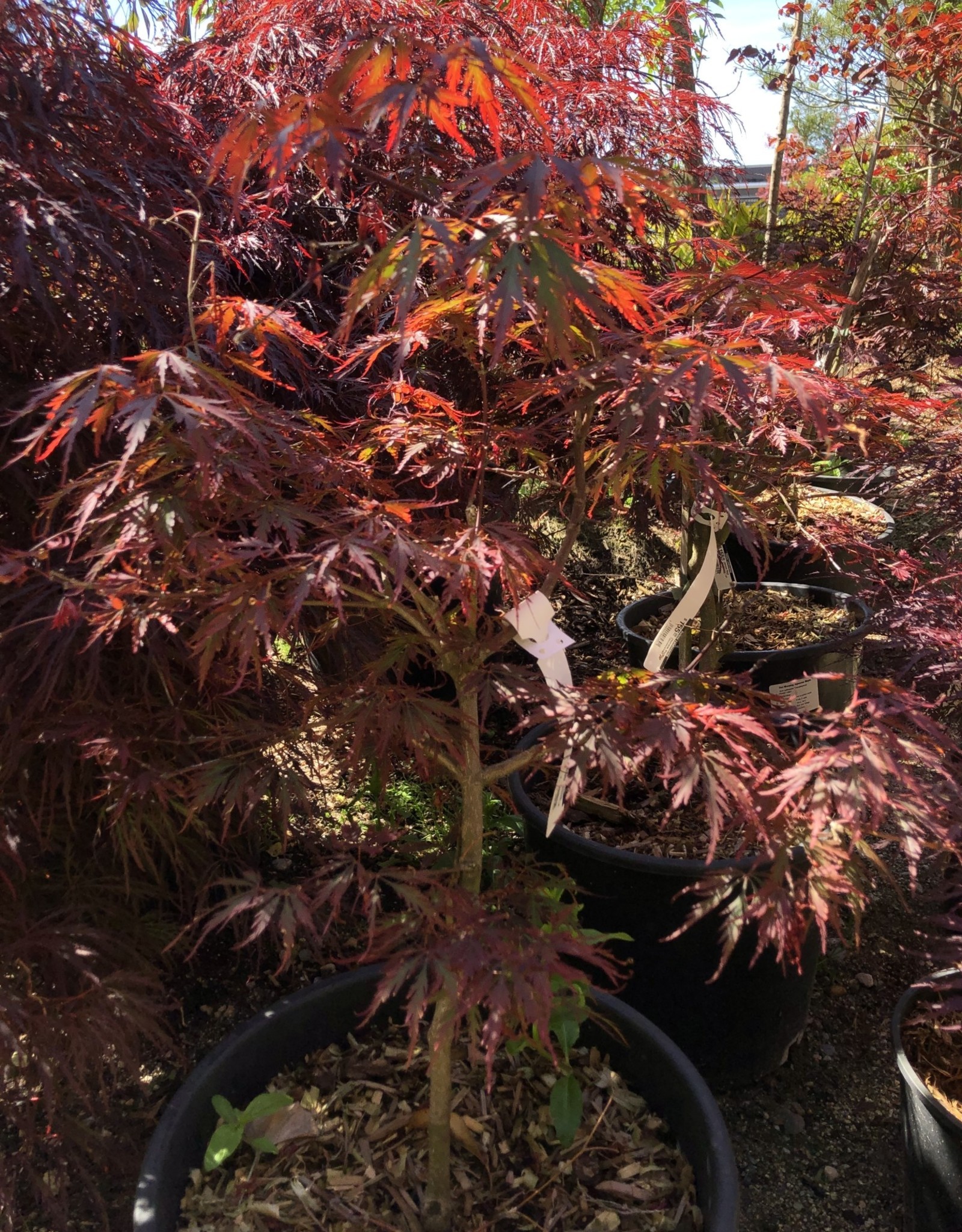 Acer palmatum Tamukeyama -Japanese Maple