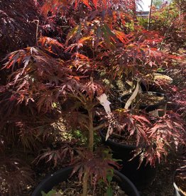 Acer palmatum Tamukeyama -Japanese Maple