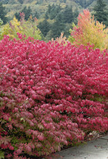 Burning Bush - Euonymus - Compacta