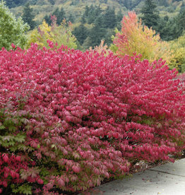 Burning Bush - Euonymus - Compacta