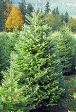 Grand Fir