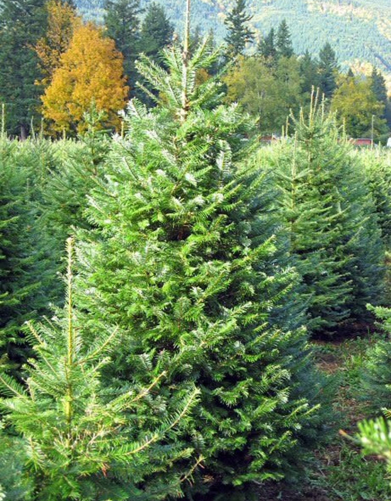 Grand Fir