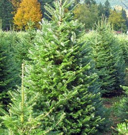 Grand Fir