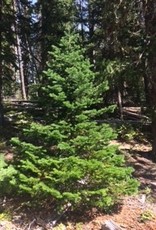 Sub Alpine Fir