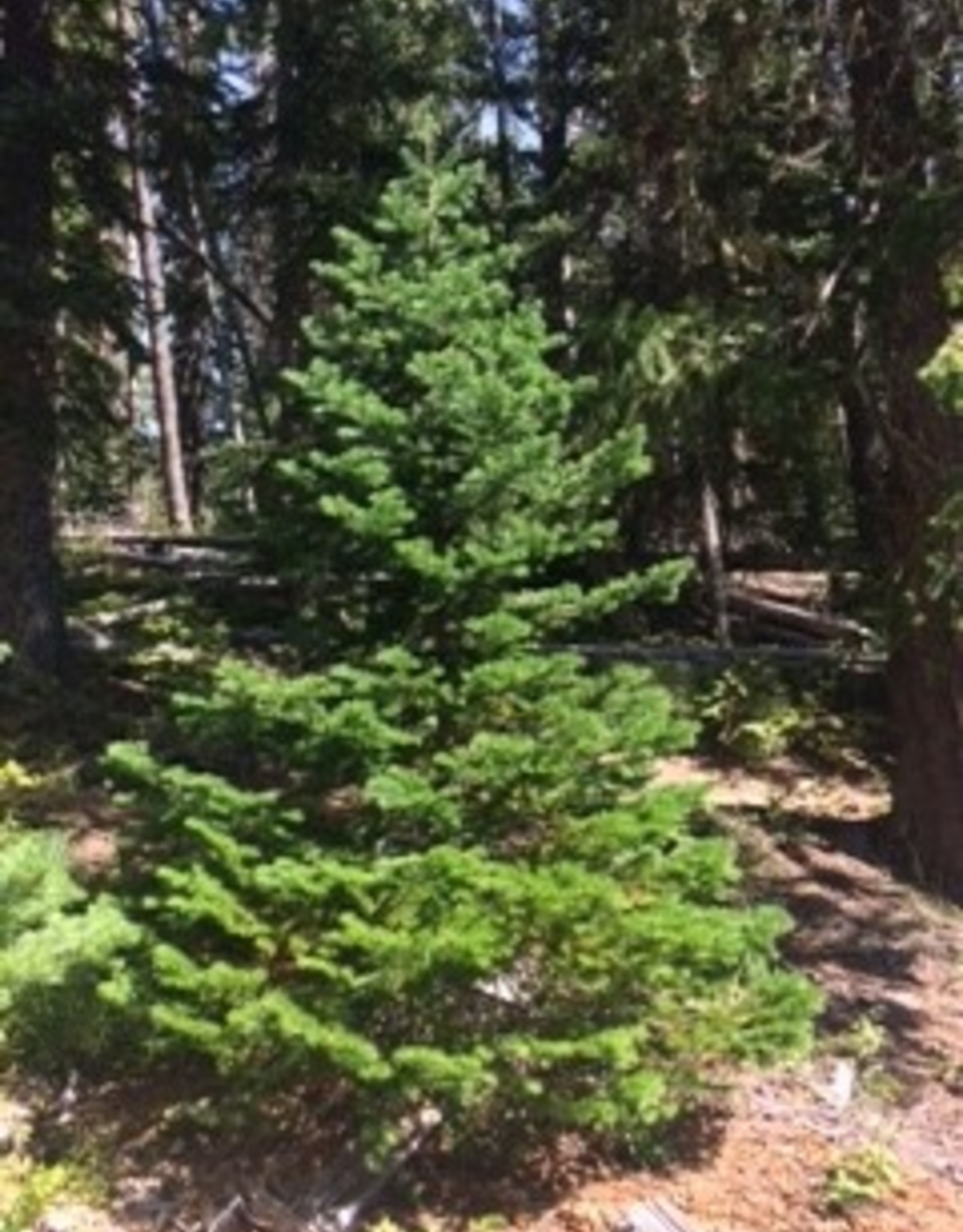 Sub Alpine Fir