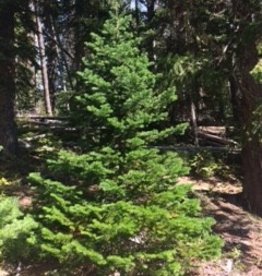 Sub Alpine Fir