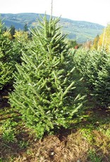 Fraser  Fir