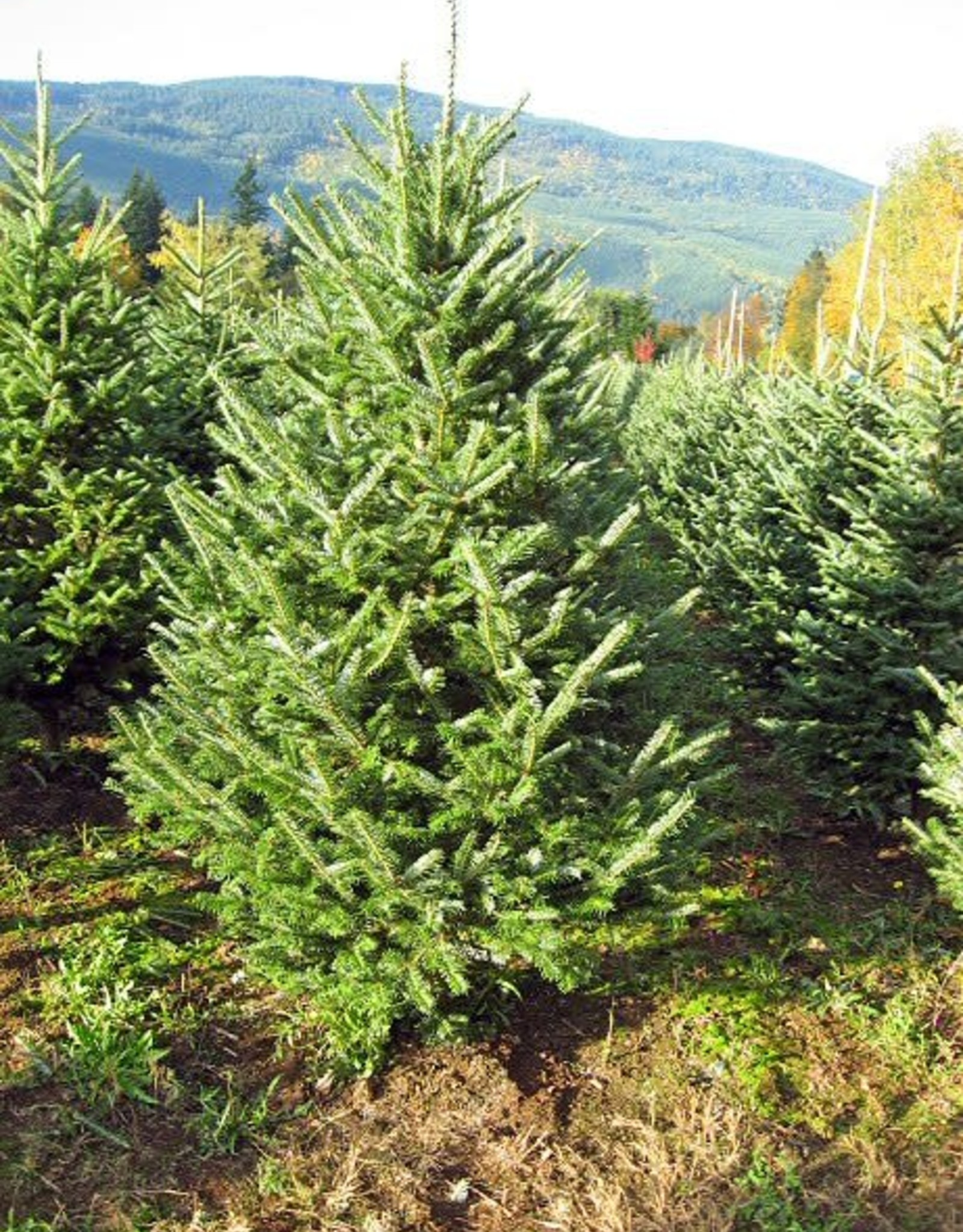 Fraser  Fir