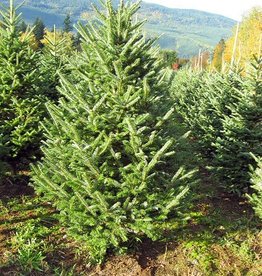 Fraser  Fir