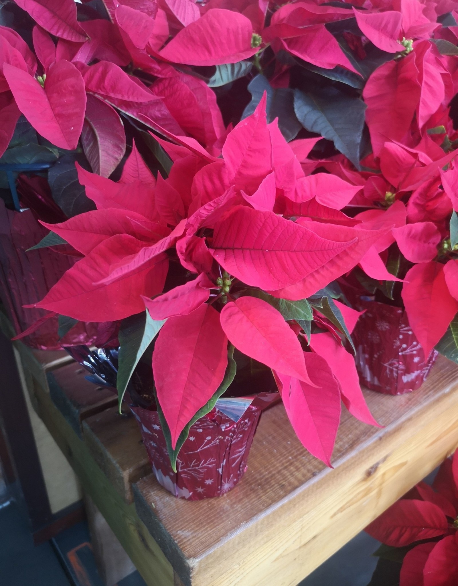 Poinsettia Red 4.5 inch