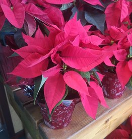 Poinsettia Red 4.5 inch