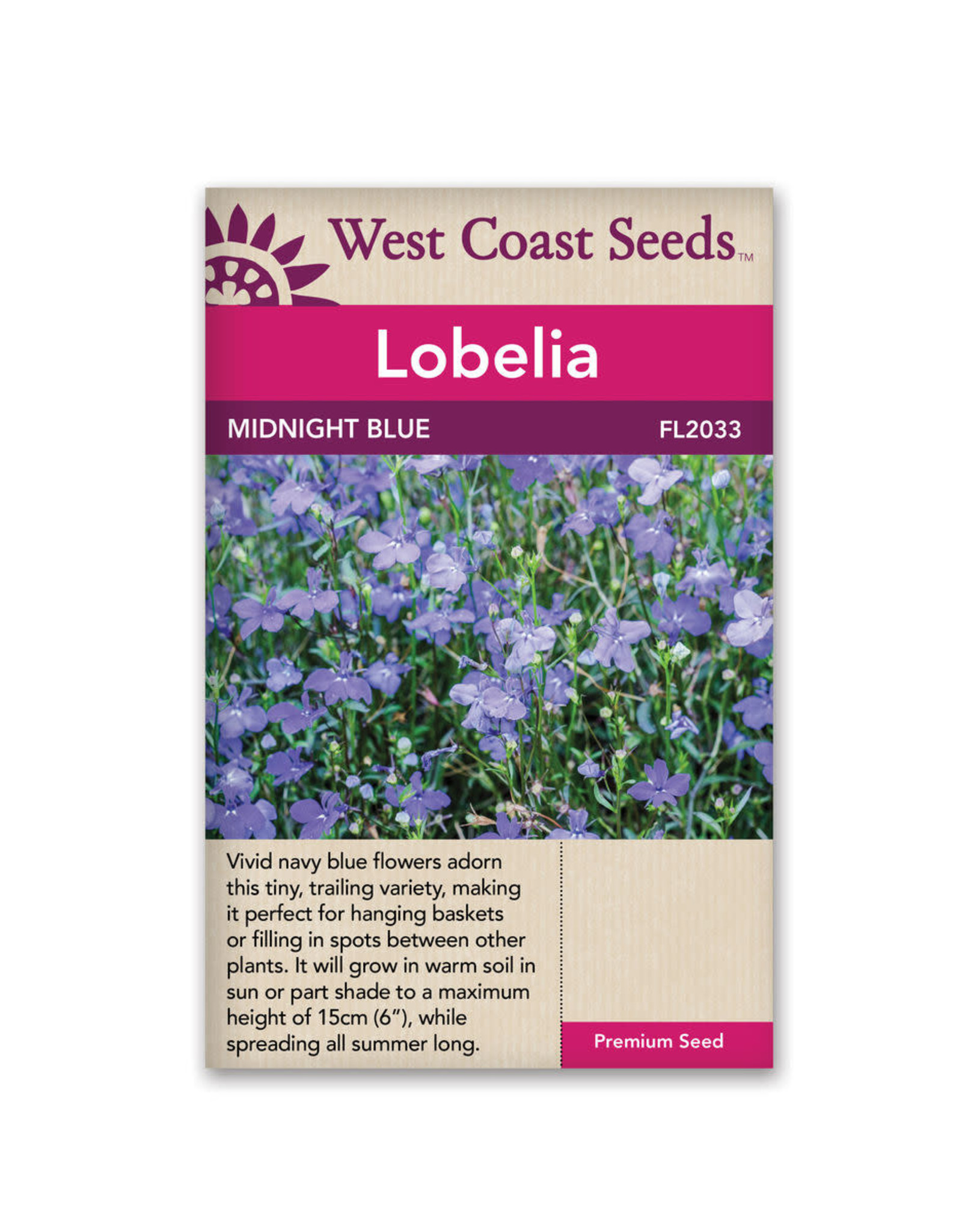 West Coast Seeds Lobelia - Midnight Blue
