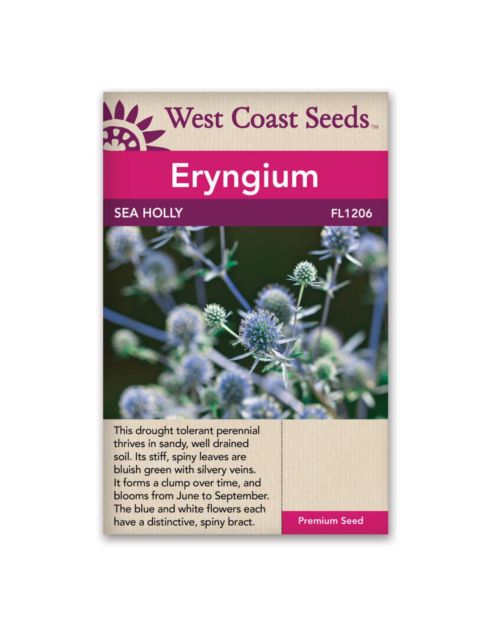 West Coast Seeds Sea Holly