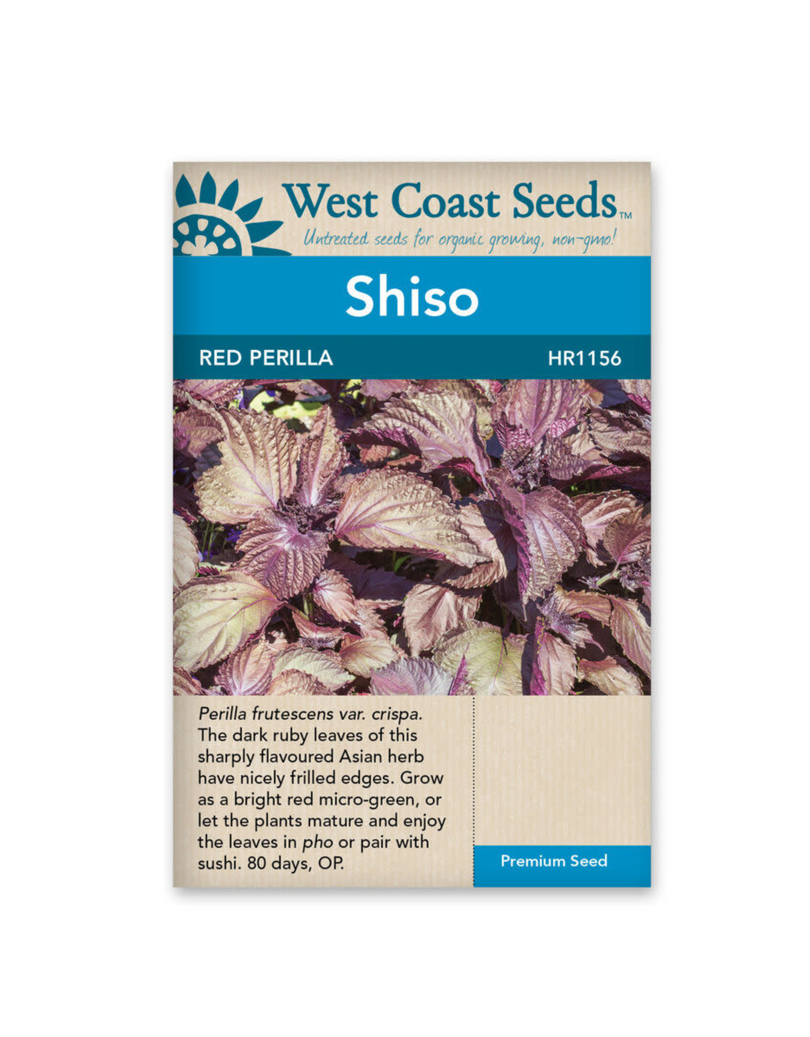 West Coast Seeds Shisho - Red Perilla Shiso