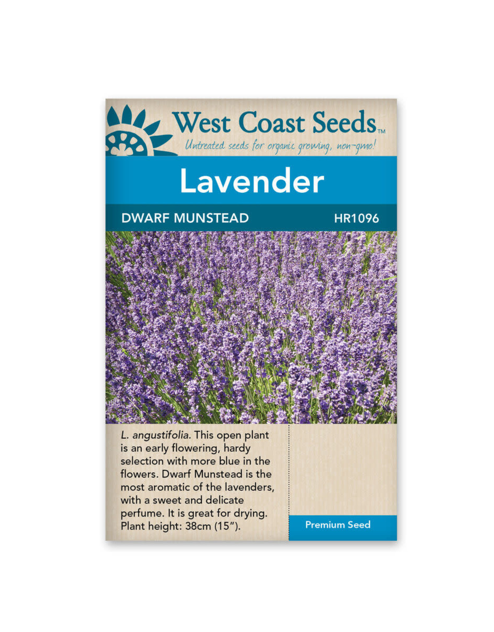 West Coast Seeds Lavender - Dwarf Munstead