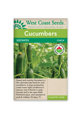 West Coast Seeds Cucumbers - Socrates F1 Organic