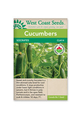 West Coast Seeds Socrates F1 Certified Organic (5 Seeds)