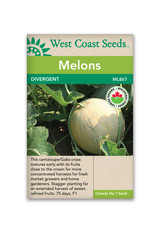 West Coast Seeds Divergent F1 Certified Organic (5 Seeds)