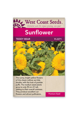 Sunflowers - Teddy Bear