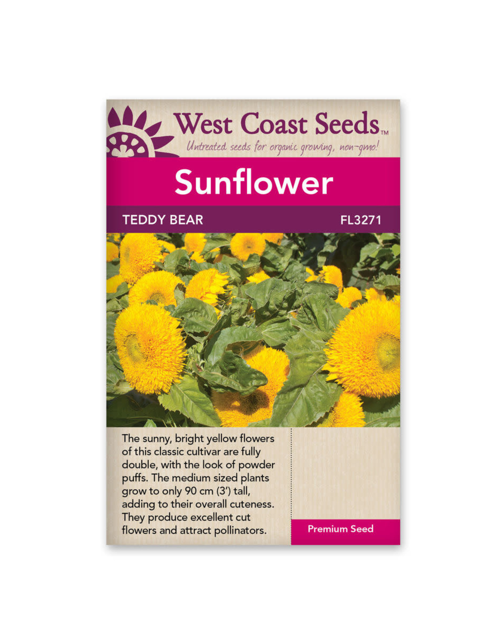 Sunflowers - Teddy Bear