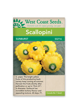 West Coast Seeds Squash-Summer - Sunburst F1