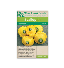 West Coast Seeds Scallopini - Sunburst F1