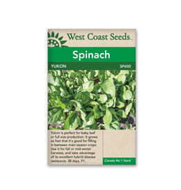 West Coast Seeds Spinach - Yukon F1