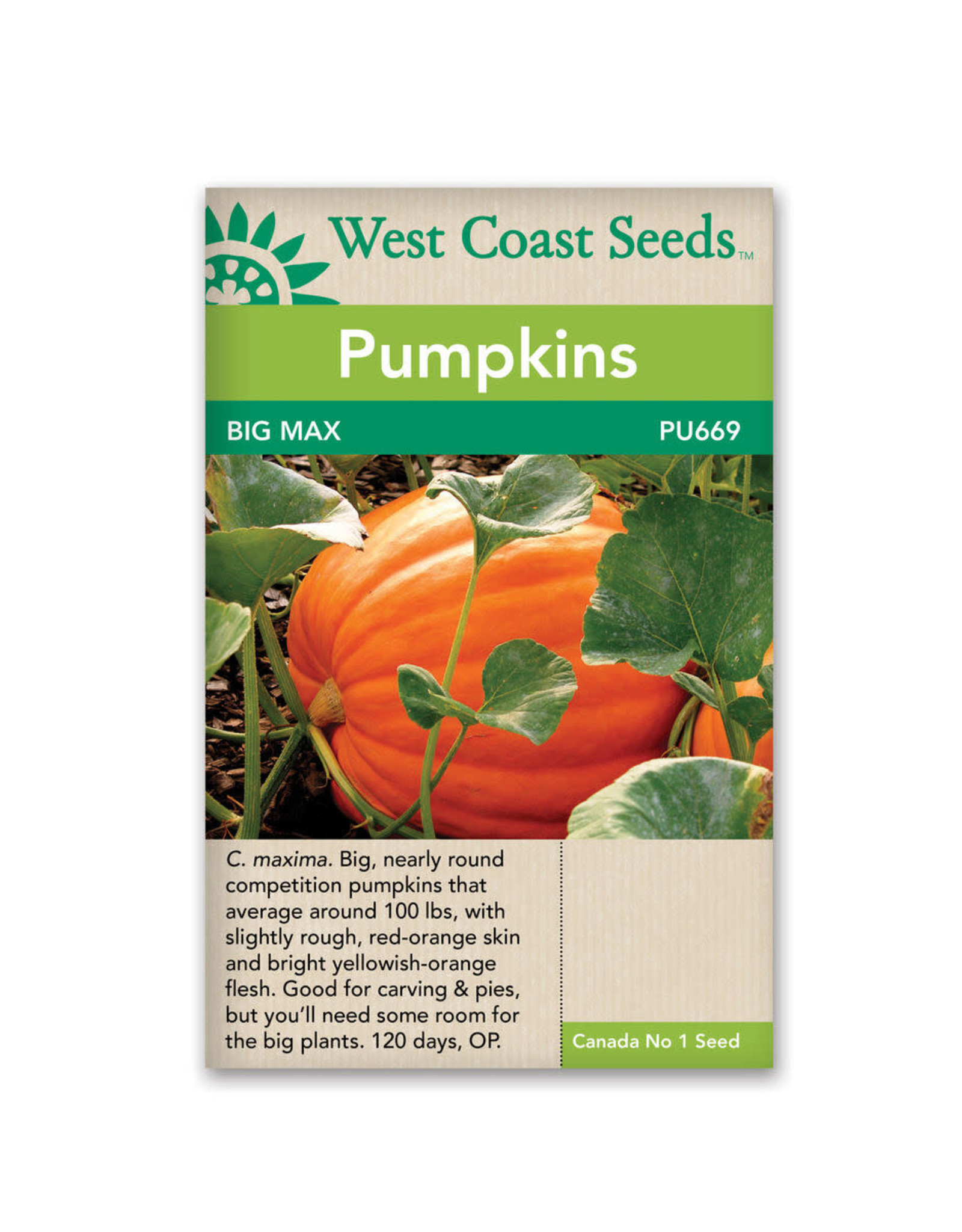 West Coast Seeds Pumpkins - Big Max