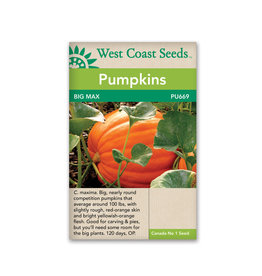 West Coast Seeds Pumpkins - Big Max