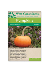 West Coast Seeds Pumpkins - Small Sugar