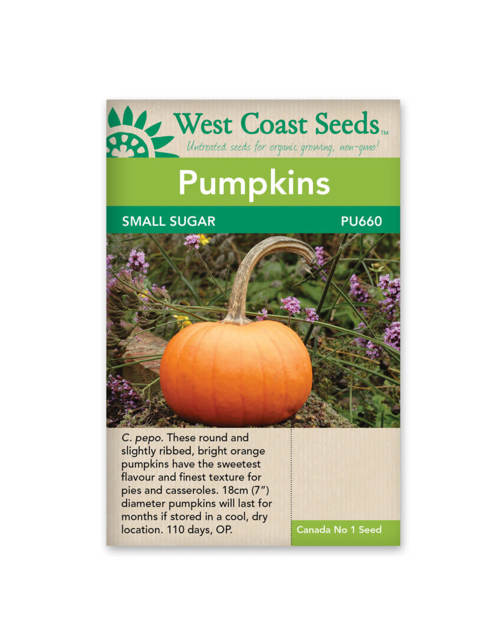 West Coast Seeds Pumpkins - Small Sugar