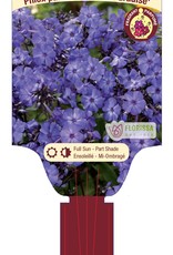 Phlox - Blue Paradise  1gal