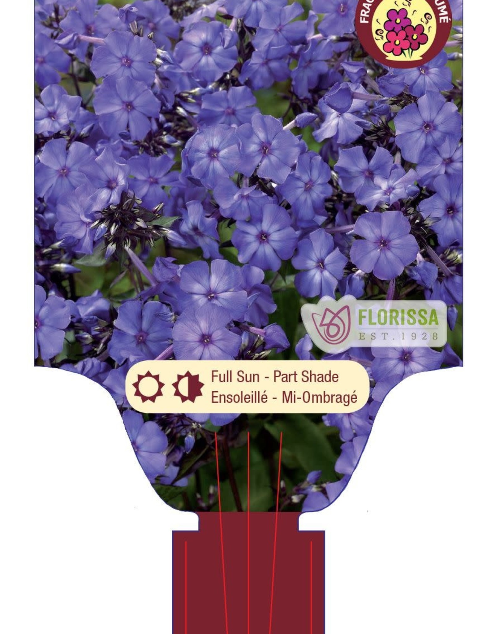 Phlox - Blue Paradise  1gal