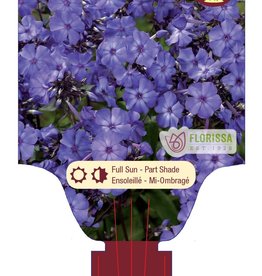 Phlox - Blue Paradise  1gal