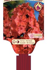 Phlox - Orange Perfection 1gal