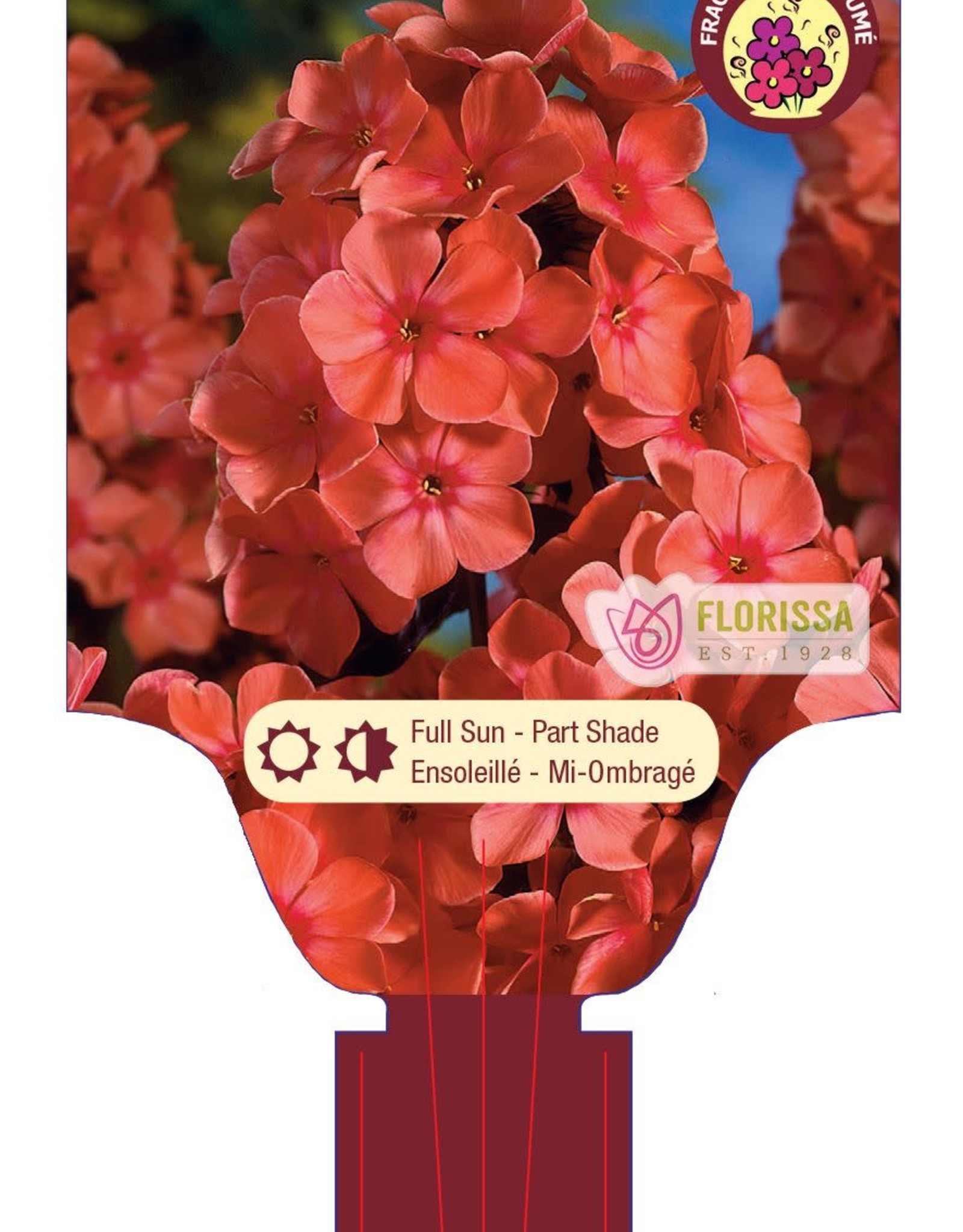 Phlox - Orange Perfection 1gal