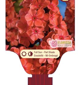 Phlox - Orange Perfection 1gal