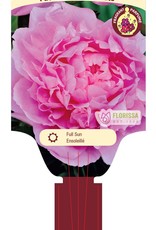 Peony Dinner Plate 1gal