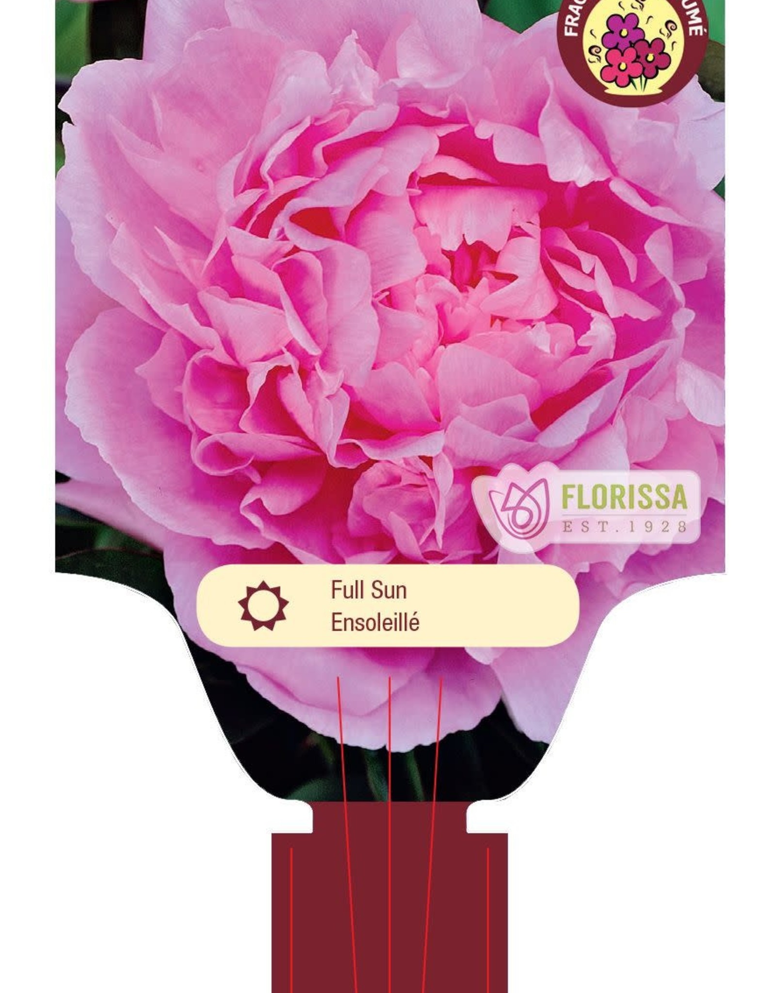 Peony Dinner Plate 1gal