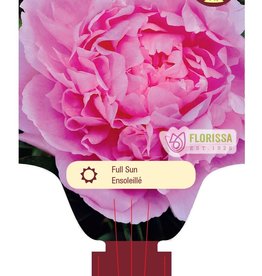 Peony Dinner Plate 1gal