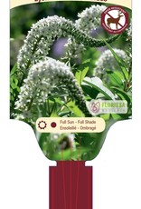 Lysimachia - Gooseneck Loosestrife - Clethroides 1gal