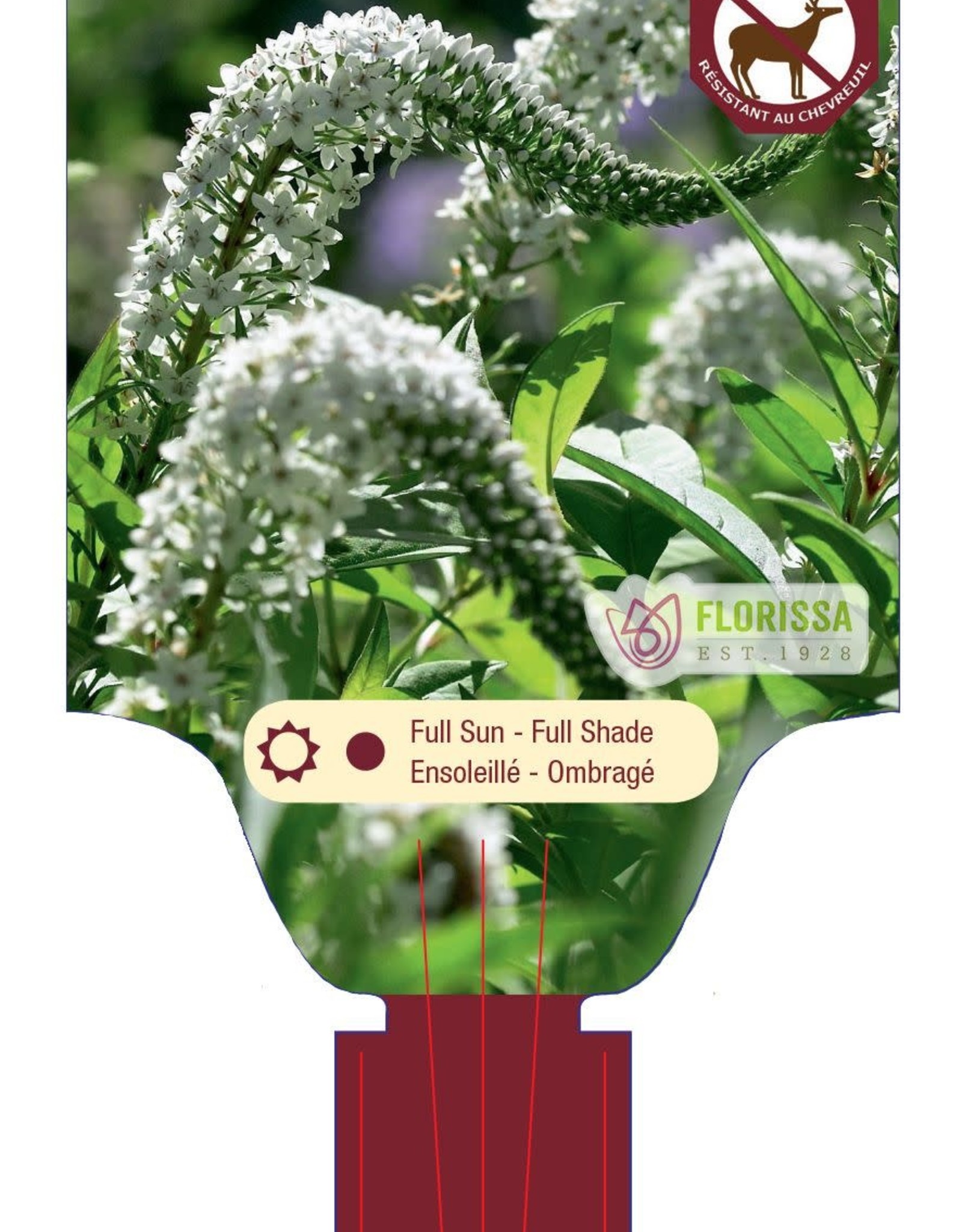 Lysimachia - Gooseneck Loosestrife - Clethroides 1gal