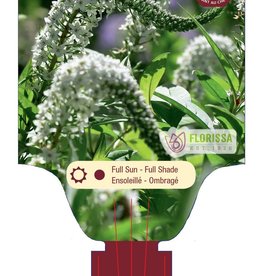 Lysimachia - Gooseneck Loosestrife - Clethroides 1gal