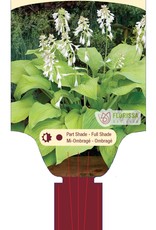 Proven Winners Hosta T Rex 1 gal