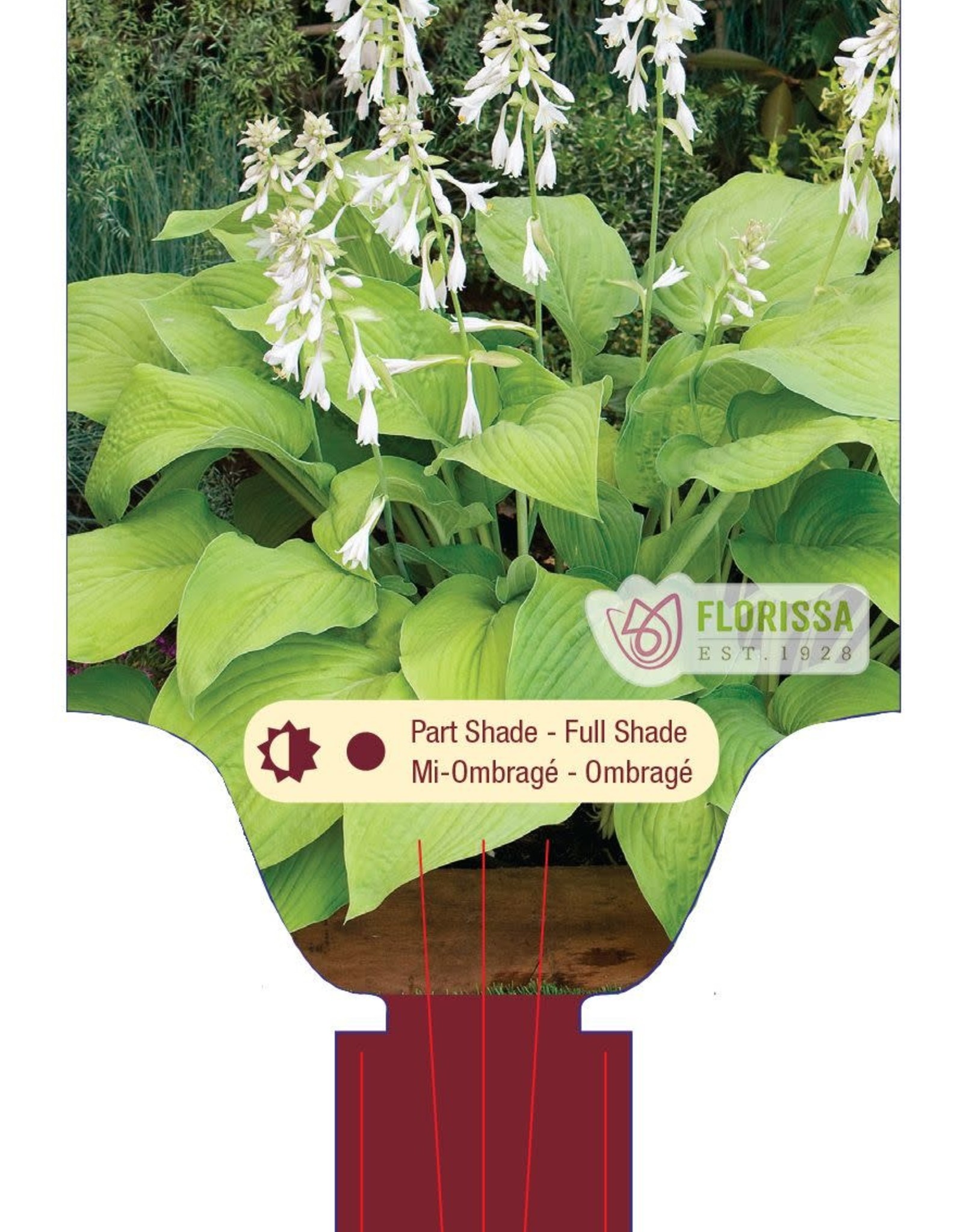 Proven Winners Hosta T Rex 1 gal